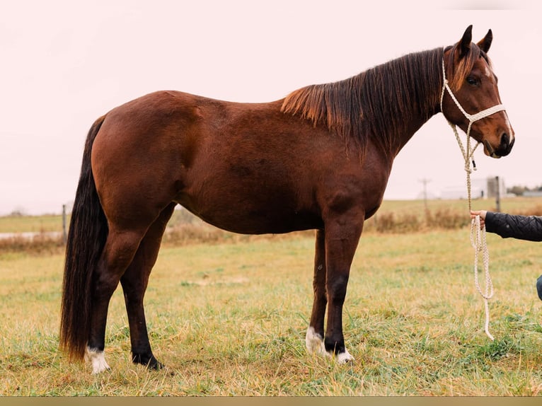 Poni cuarto de milla Yegua 4 años 137 cm Castaño rojizo in Decorah, IA