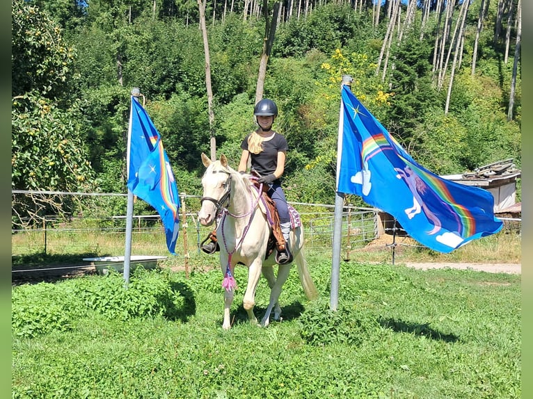 Poni cuarto de milla Yegua 4 años 140 cm Champán in Bayerbach