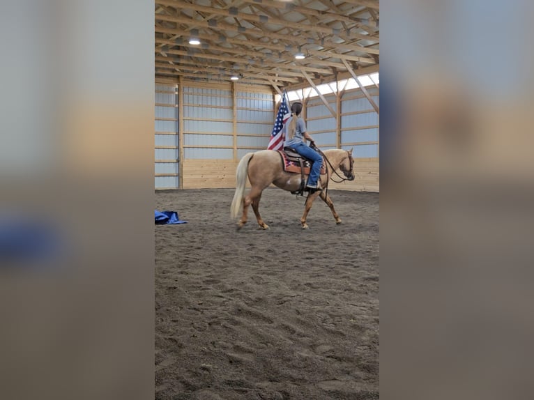 Poni cuarto de milla Yegua 4 años 140 cm Palomino in Rebersburg