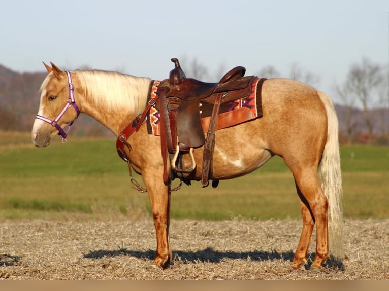 Poni cuarto de milla Yegua 4 años 140 cm Palomino in Rebersburg