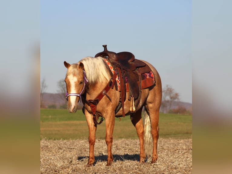 Poni cuarto de milla Yegua 4 años 140 cm Palomino in Rebersburg