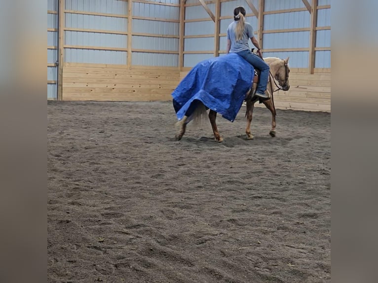 Poni cuarto de milla Yegua 4 años 140 cm Palomino in Rebersburg