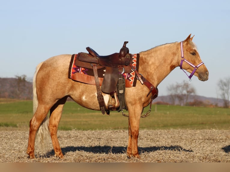 Poni cuarto de milla Yegua 4 años 140 cm Palomino in Rebersburg