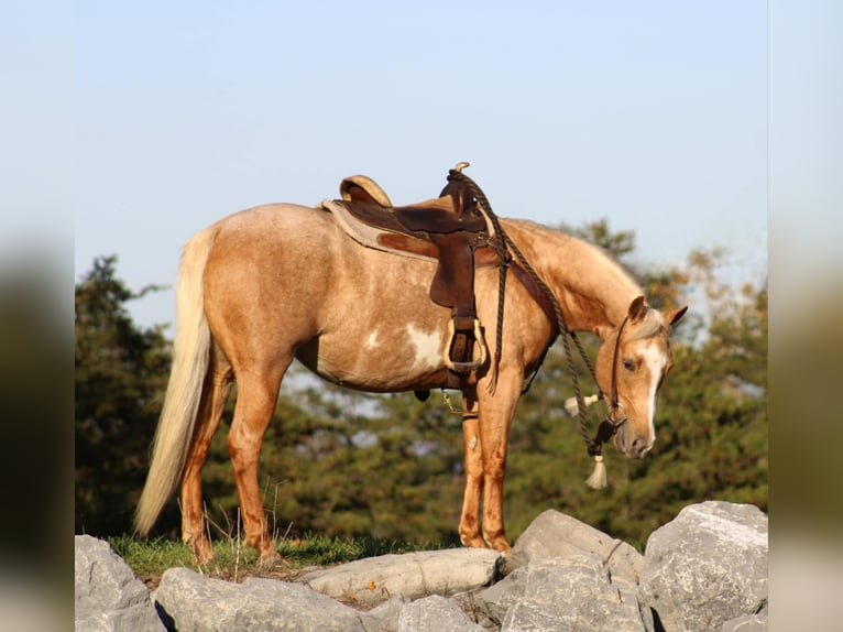 Poni cuarto de milla Yegua 4 años 140 cm Palomino in Rebersburg