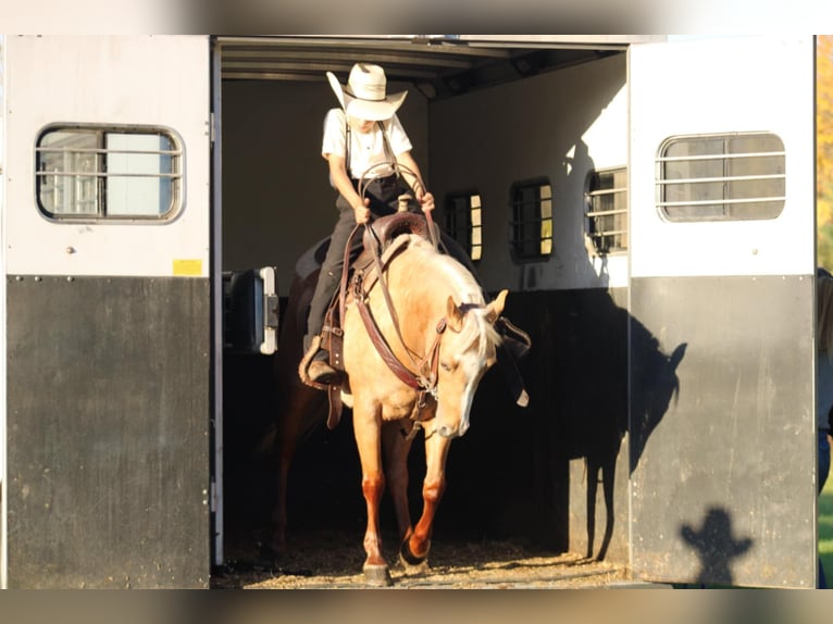 Poni cuarto de milla Yegua 4 años 140 cm Palomino in Rebersburg