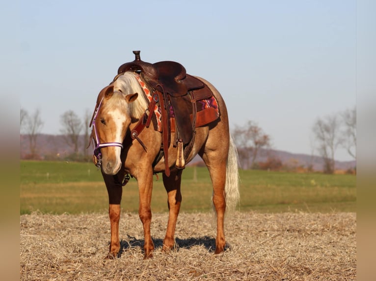 Poni cuarto de milla Yegua 4 años 140 cm Palomino in Rebersburg