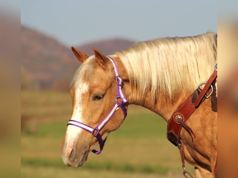 Poni cuarto de milla Yegua 4 años 140 cm Palomino in Rebersburg