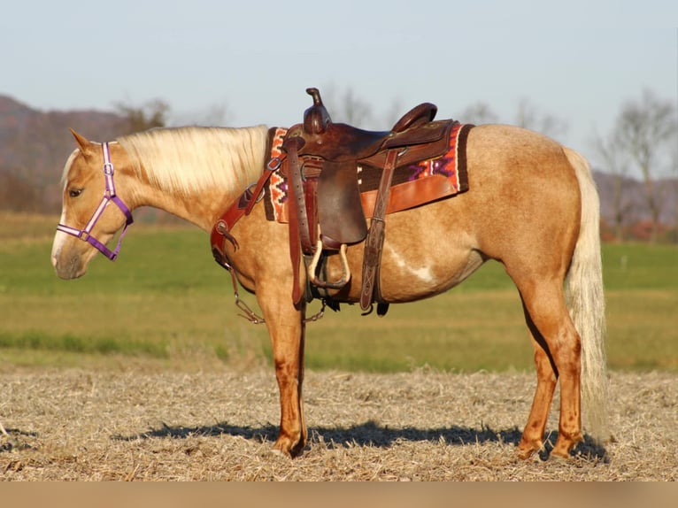 Poni cuarto de milla Yegua 4 años 140 cm Palomino in Rebersburg