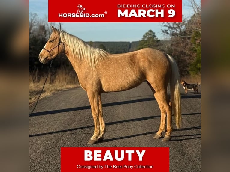 Poni cuarto de milla Yegua 4 años 142 cm Palomino in Antlers