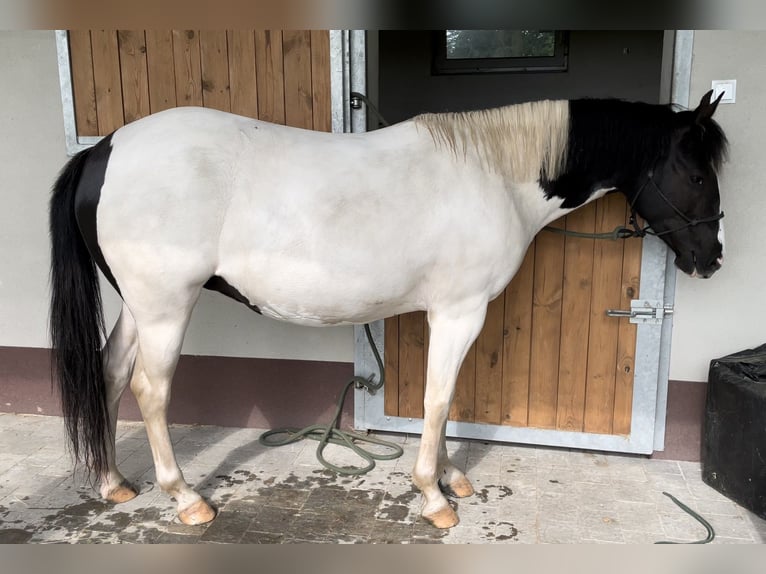 Poni cuarto de milla Mestizo Yegua 4 años 145 cm Pío in Kunów