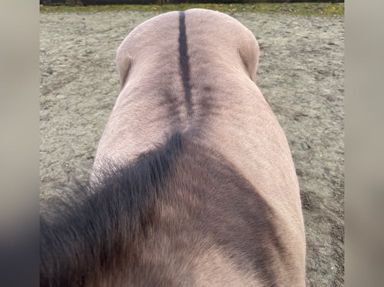 Poni cuarto de milla Mestizo Yegua 4 años 150 cm Champán in Zwartewaal