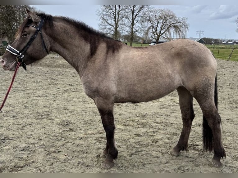 Poni cuarto de milla Mestizo Yegua 4 años 150 cm Champán in Zwartewaal