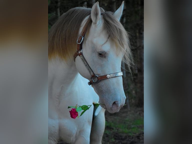 Poni cuarto de milla Mestizo Yegua 4 años 150 cm Champán in Zwartewaal