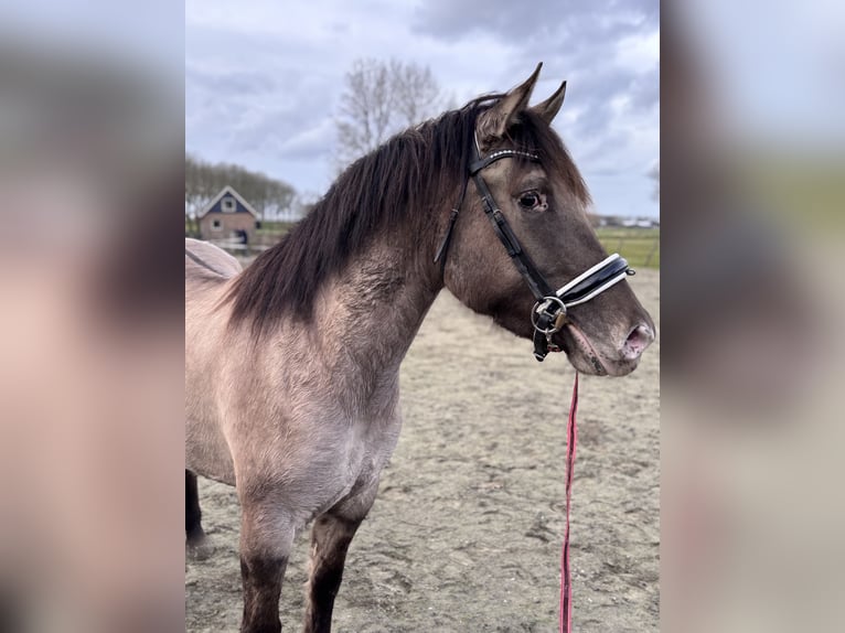 Poni cuarto de milla Mestizo Yegua 4 años 150 cm Champán in Zwartewaal