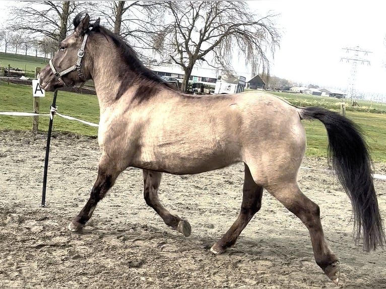 Poni cuarto de milla Mestizo Yegua 4 años 150 cm Champán in Zwartewaal