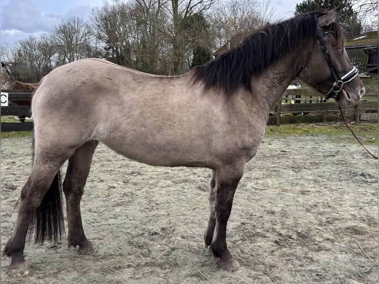 Poni cuarto de milla Mestizo Yegua 4 años 150 cm Champán in Zwartewaal