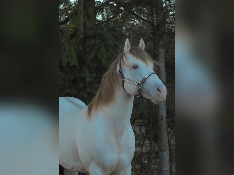 Poni cuarto de milla Mestizo Yegua 4 años 150 cm Champán in Zwartewaal