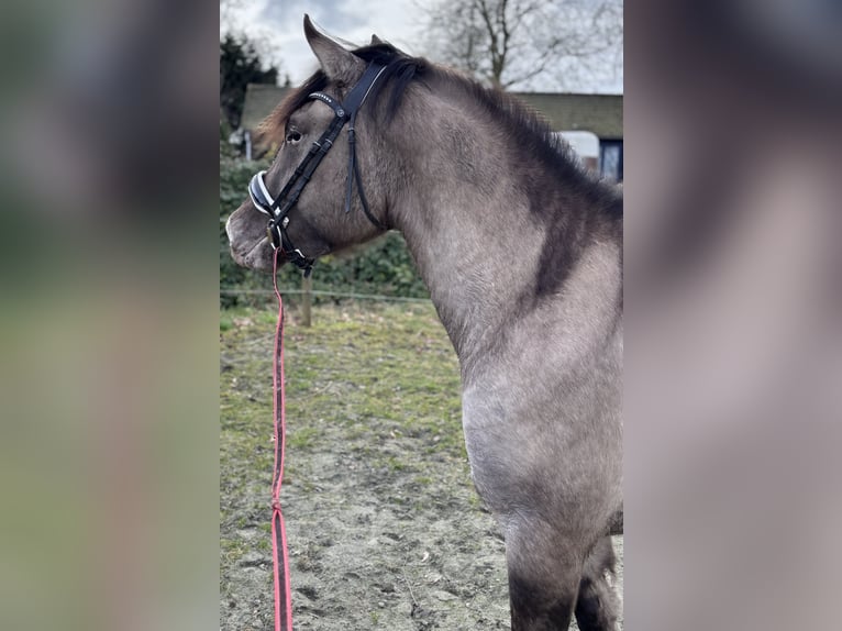 Poni cuarto de milla Mestizo Yegua 4 años 150 cm Champán in Zwartewaal