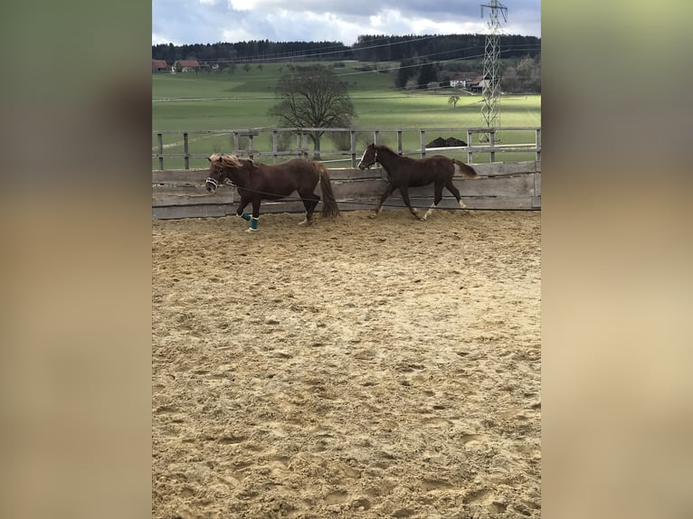 Poni cuarto de milla Yegua 4 años 153 cm Alazán in EigeltingenEigeltiu