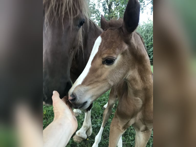 Poni cuarto de milla Yegua 4 años 153 cm Alazán in EigeltingenEigeltiu