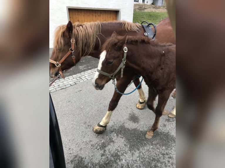 Poni cuarto de milla Yegua 4 años 153 cm Alazán in EigeltingenEigeltiu