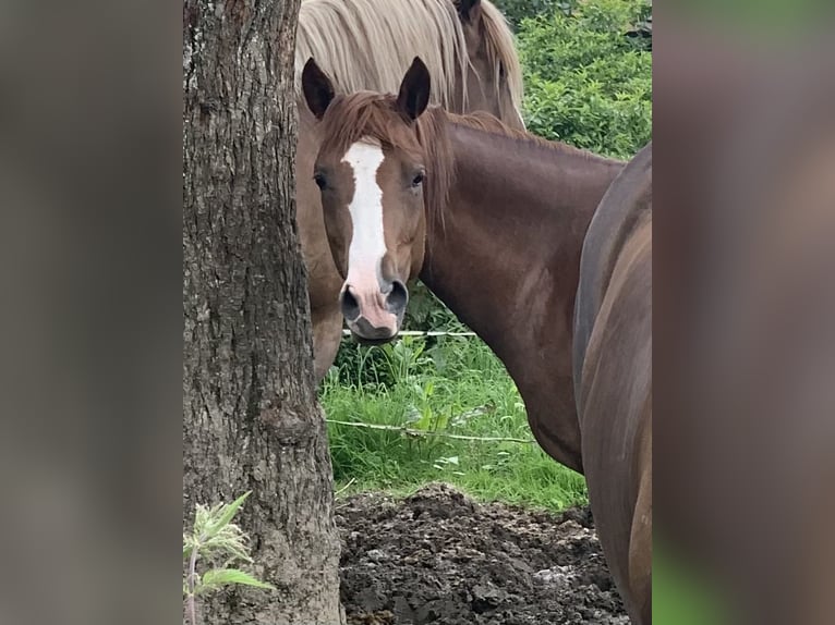 Poni cuarto de milla Yegua 4 años 153 cm Alazán in EigeltingenEigeltiu