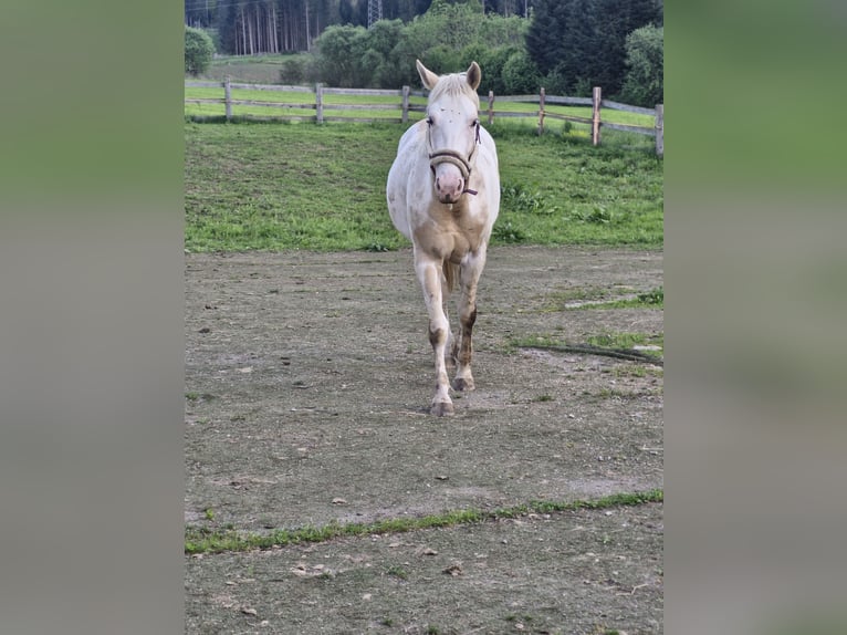 Poni cuarto de milla Yegua 4 años 162 cm Palomino in Eppenstein