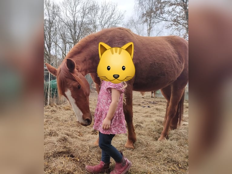 Poni cuarto de milla Yegua 5 años 145 cm Alazán in Prignitz