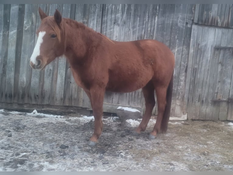 Poni cuarto de milla Yegua 5 años 145 cm Alazán in Prignitz