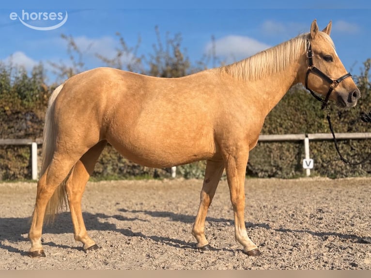 Poni cuarto de milla Mestizo Yegua 5 años 145 cm Palomino in Neustadt (Wied)