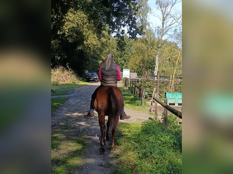 Poni cuarto de milla Yegua 5 años 148 cm Alazán in Weert