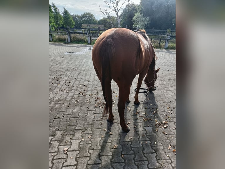 Poni cuarto de milla Yegua 5 años 148 cm Alazán in Weert