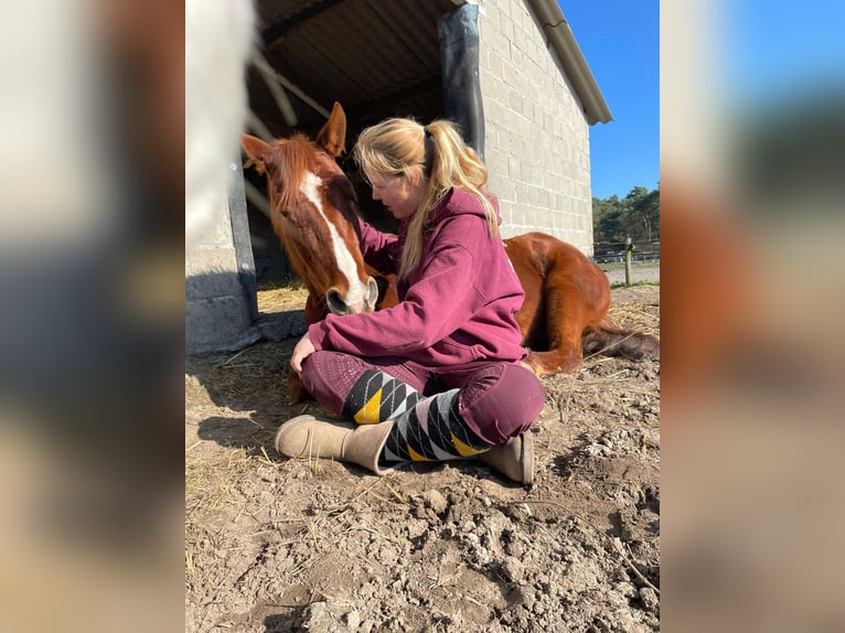 Poni cuarto de milla Yegua 5 años 148 cm Alazán in Weert