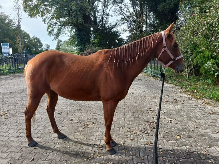 Poni cuarto de milla Yegua 5 años 148 cm Alazán in Weert