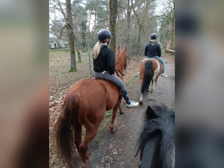 Poni cuarto de milla Yegua 5 años 148 cm Alazán in Weert