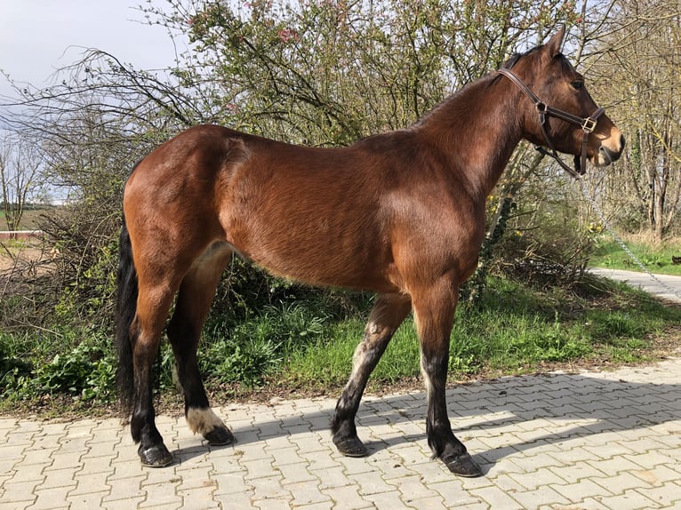 Poni cuarto de milla Yegua 5 años 155 cm Castaño in Mainbernheim