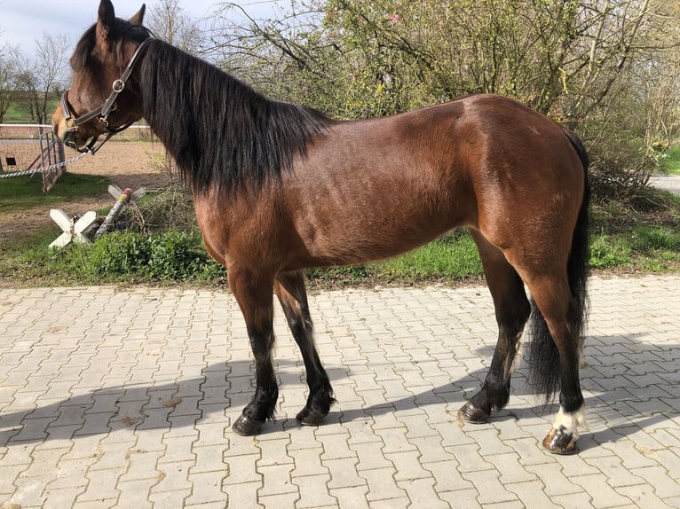 Poni cuarto de milla Yegua 5 años 155 cm Castaño in Mainbernheim