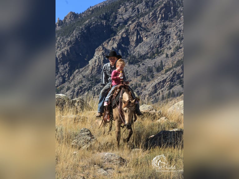 Poni cuarto de milla Yegua 6 años 124 cm Buckskin/Bayo in Cody, WY