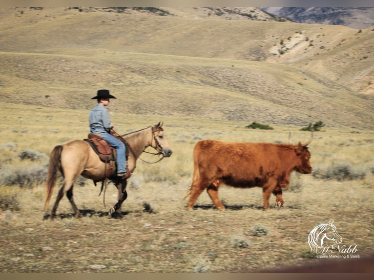 Poni cuarto de milla Yegua 6 años 124 cm Buckskin/Bayo in Cody, WY