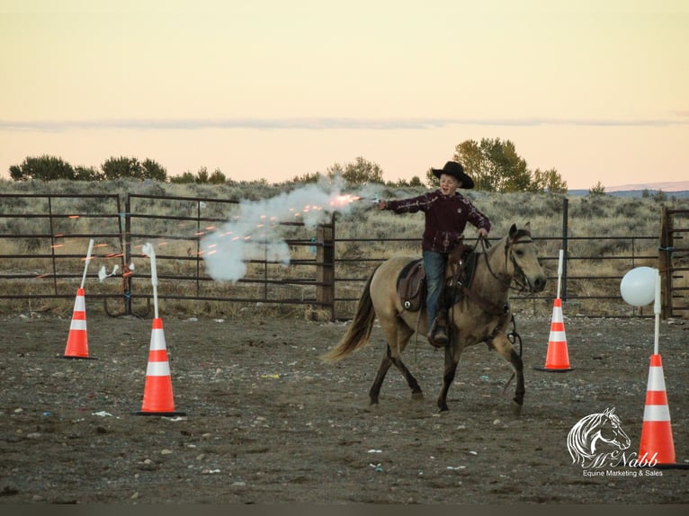 Poni cuarto de milla Yegua 6 años 124 cm Buckskin/Bayo in Cody, WY