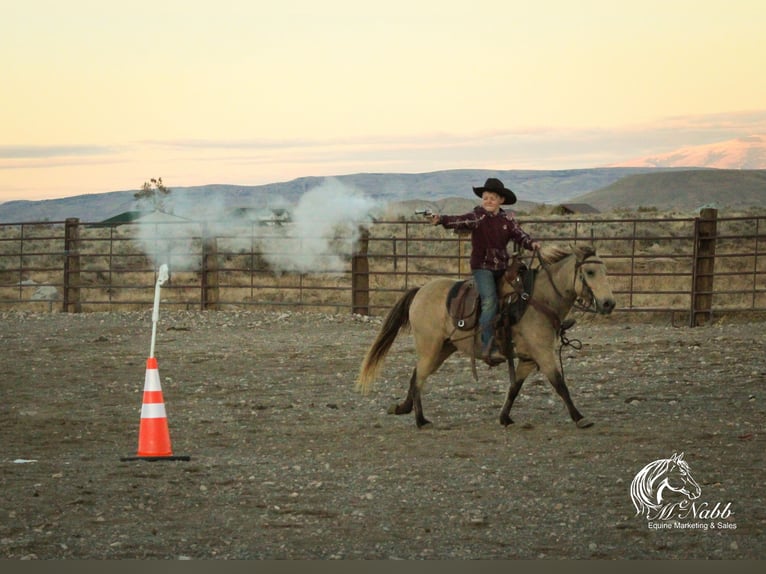 Poni cuarto de milla Yegua 6 años 124 cm Buckskin/Bayo in Cody, WY