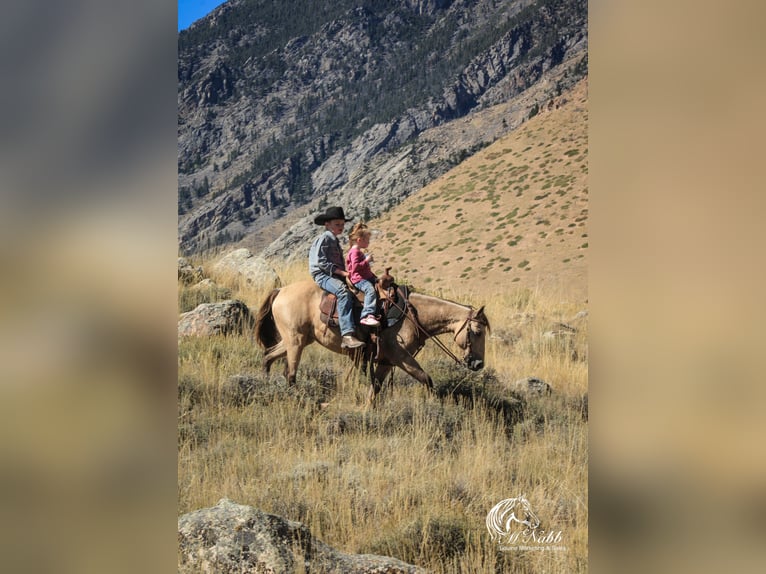 Poni cuarto de milla Yegua 6 años 124 cm Buckskin/Bayo in Cody, WY