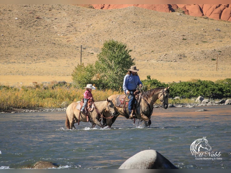 Poni cuarto de milla Yegua 6 años 124 cm Buckskin/Bayo in Cody, WY