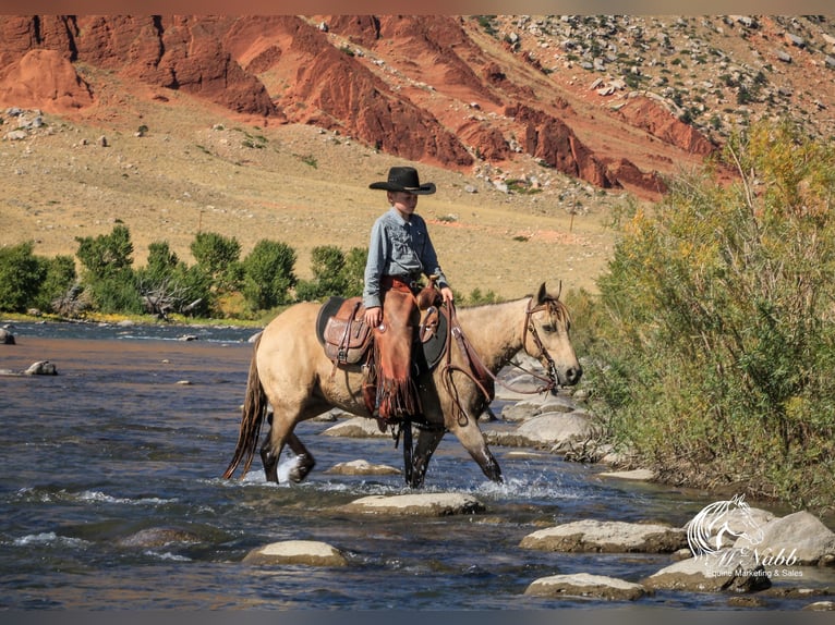 Poni cuarto de milla Yegua 6 años 124 cm Buckskin/Bayo in Cody, WY