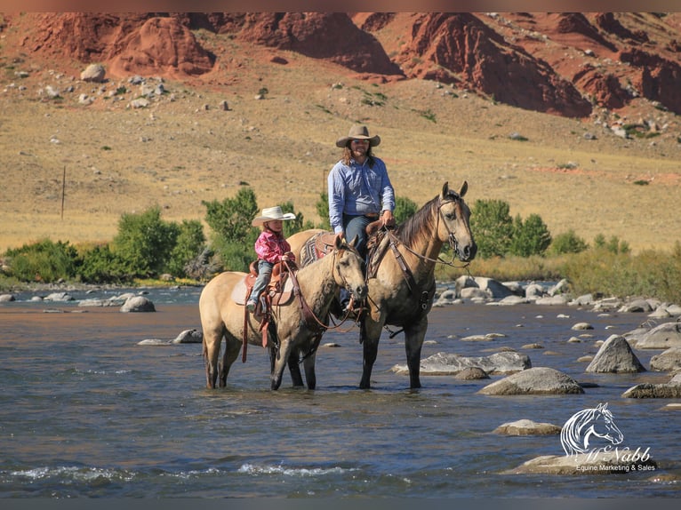 Poni cuarto de milla Yegua 6 años 124 cm Buckskin/Bayo in Cody, WY