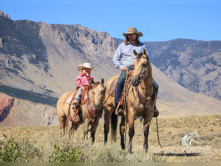 Poni cuarto de milla Yegua 6 años 124 cm Buckskin/Bayo in Cody, WY