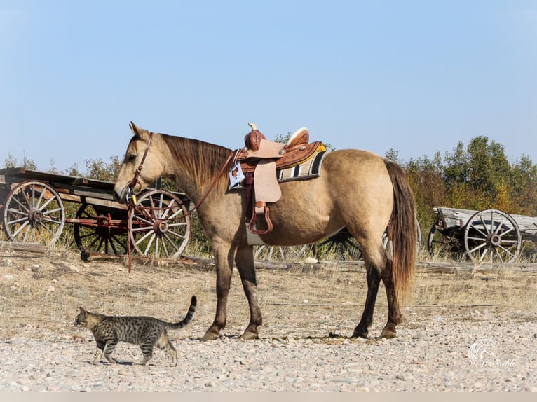 Poni cuarto de milla Yegua 6 años 124 cm Buckskin/Bayo in Cody, WY