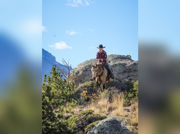 Poni cuarto de milla Yegua 6 años 124 cm Buckskin/Bayo in Cody, WY