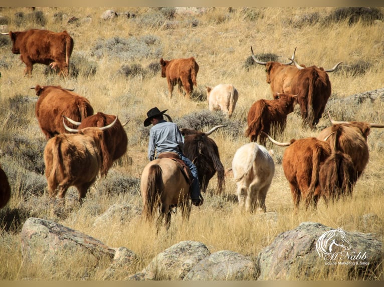 Poni cuarto de milla Yegua 6 años 124 cm Buckskin/Bayo in Cody, WY