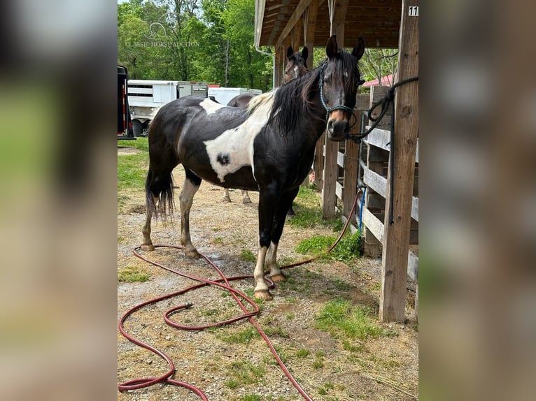 Poni cuarto de milla Yegua 6 años 142 cm Castaño rojizo in Gerald, MO